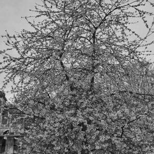 Le ter-ter #ardennes #cherry #tree #flowers #blackandwhite